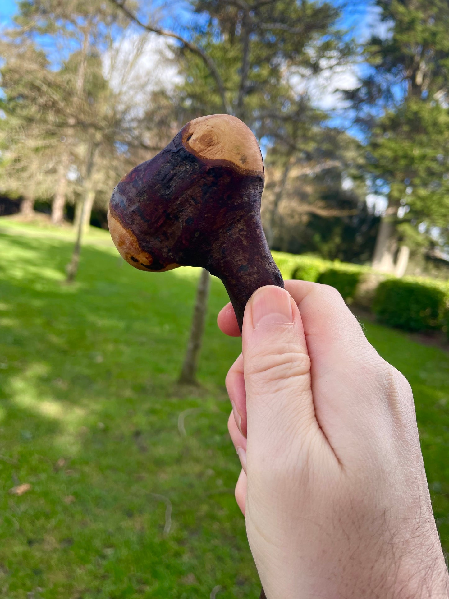 Curved Blackthorn Stick | Irish Walking Sticks