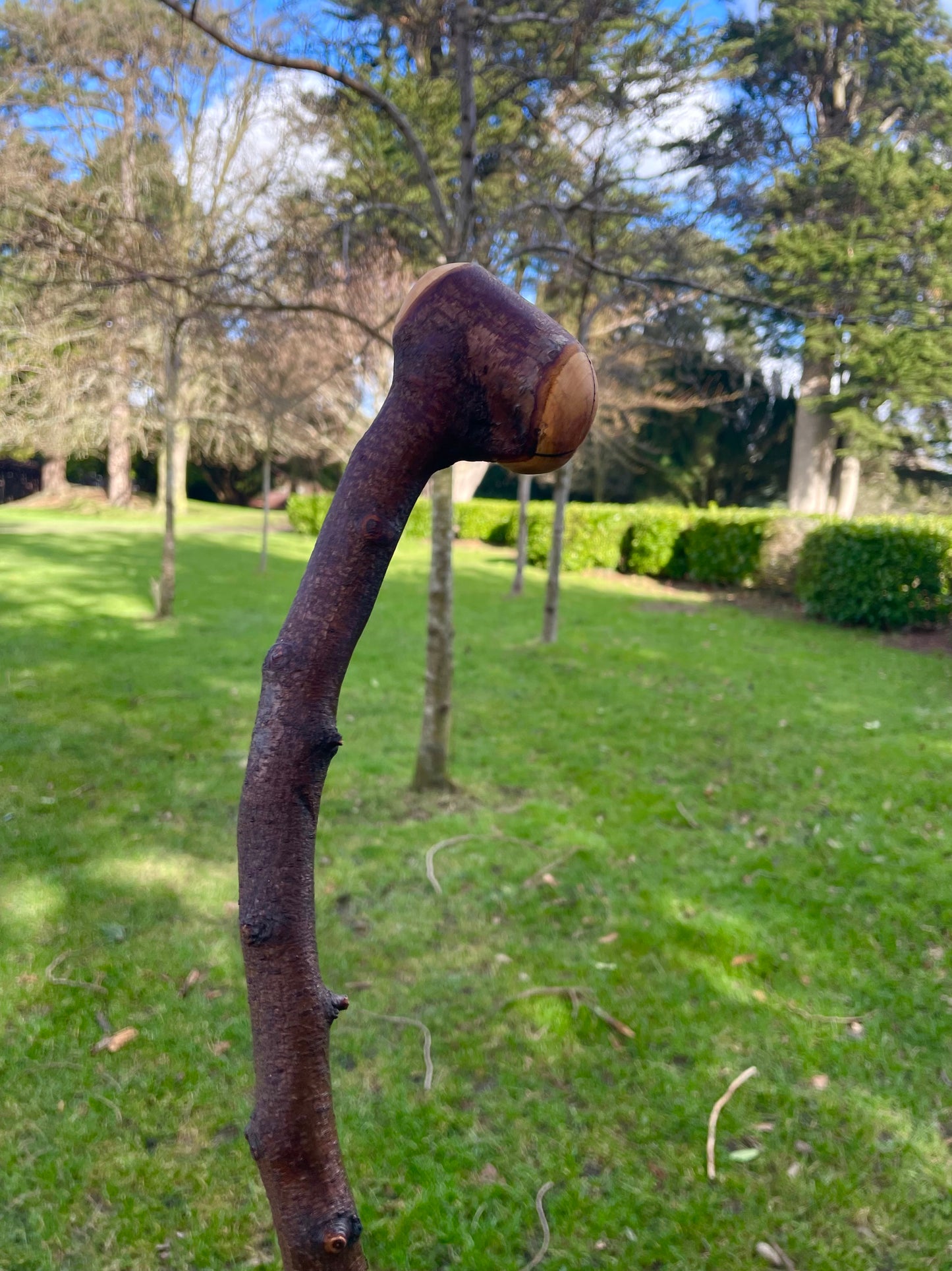 Curved Blackthorn Stick | Irish Walking Sticks