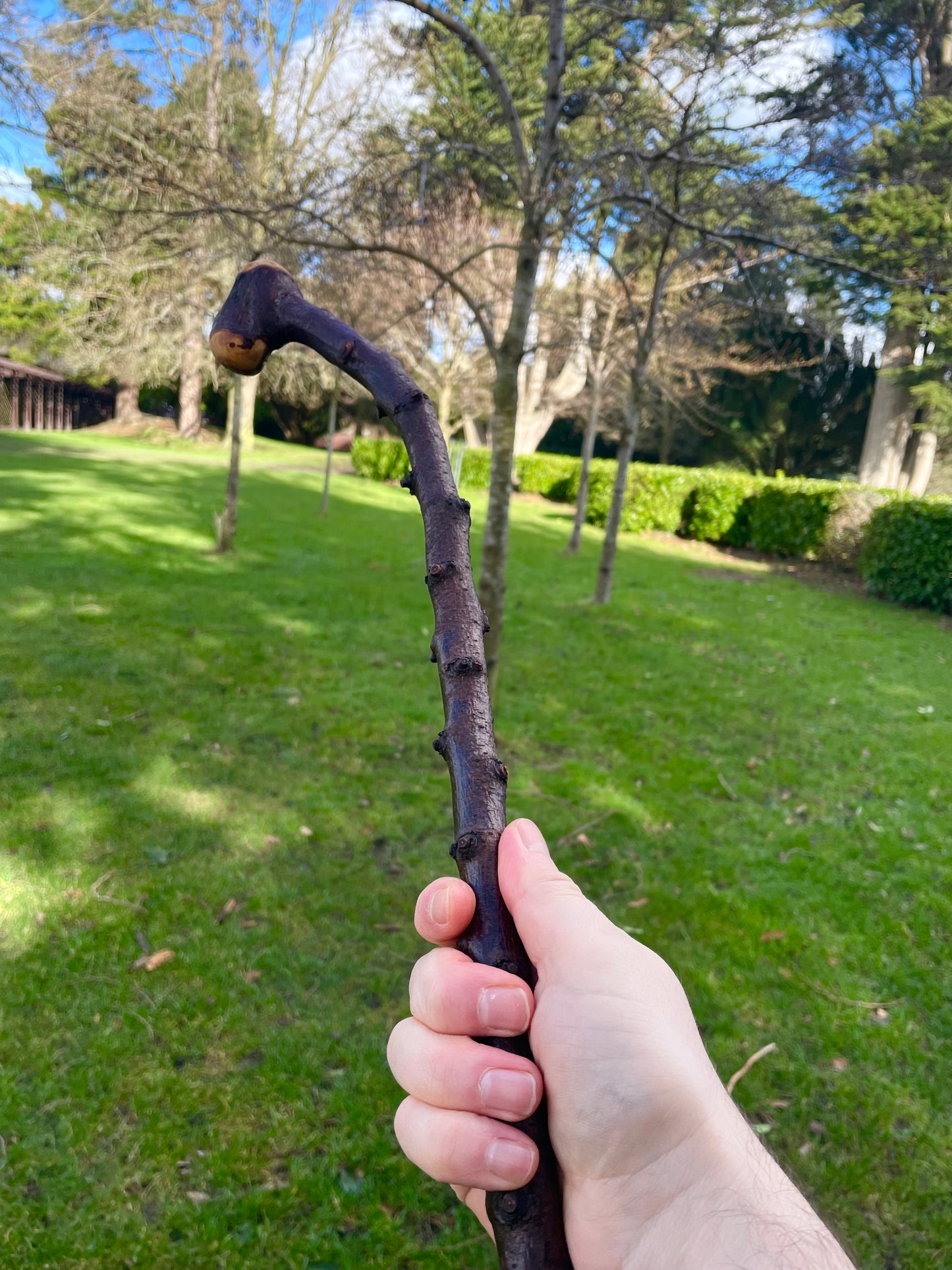 Curved Blackthorn Stick | Irish Walking Sticks