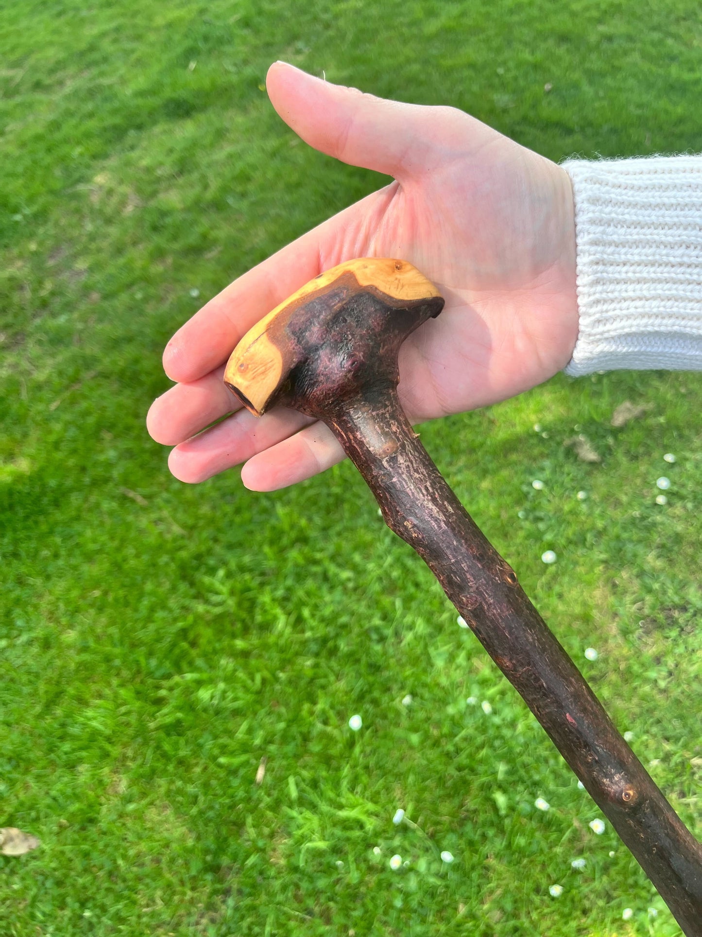 Knob Blackthorn Stick | Irish Walking Sticks
