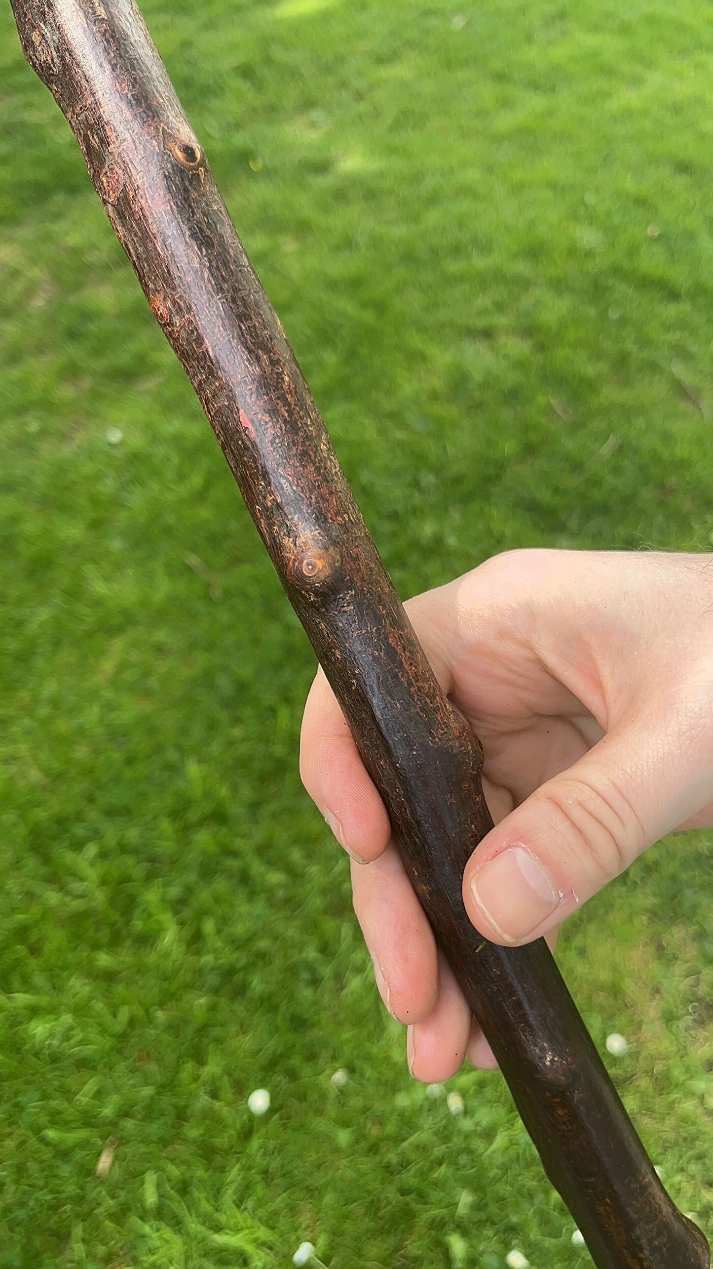 Knob Blackthorn Stick | Irish Walking Sticks