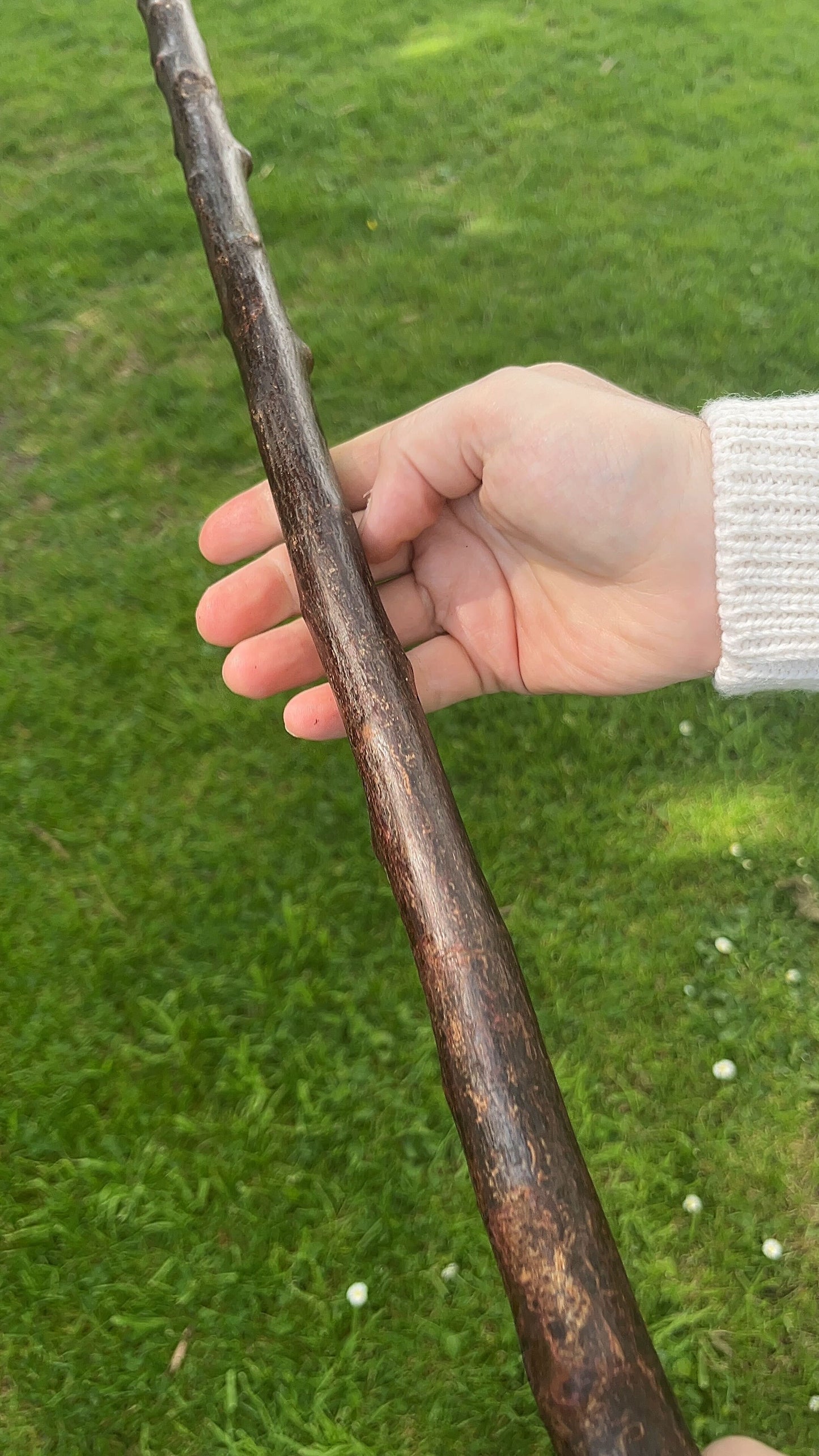 Knob Blackthorn Stick | Irish Walking Sticks