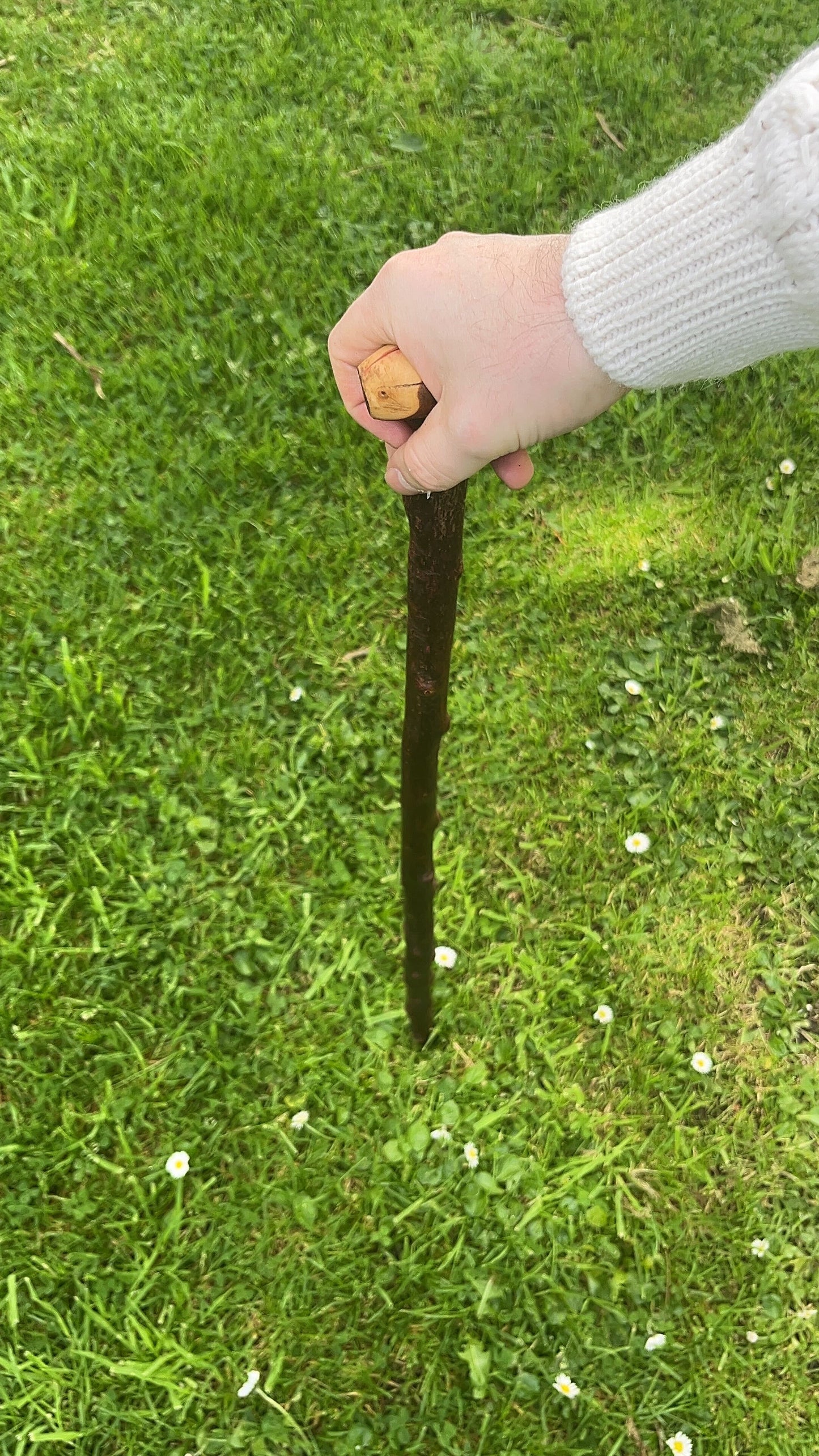 Knob Blackthorn Stick | Irish Walking Sticks