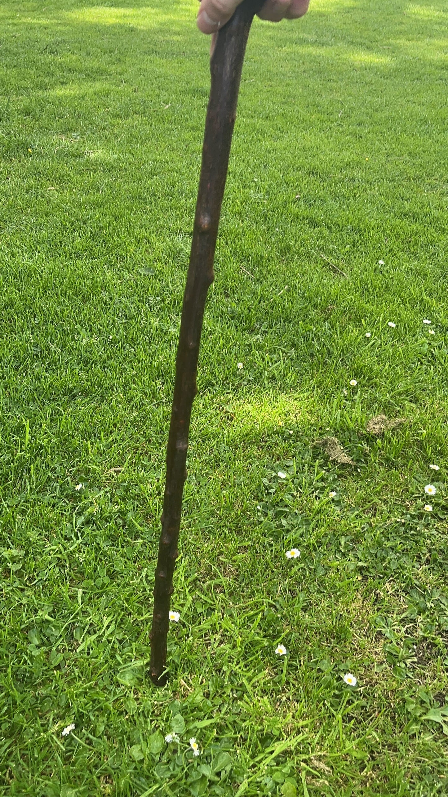 Knob Blackthorn Stick | Irish Walking Sticks