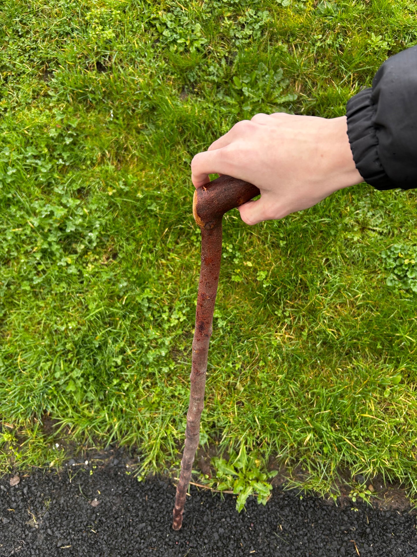 Blackthorn Shillelagh with Curved L Handle – 99 cm (39”)