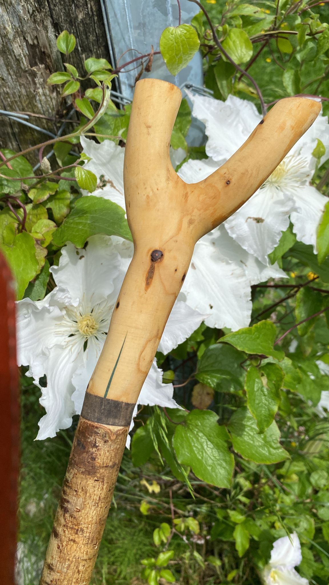 Premium Ash Wood Walking Stick