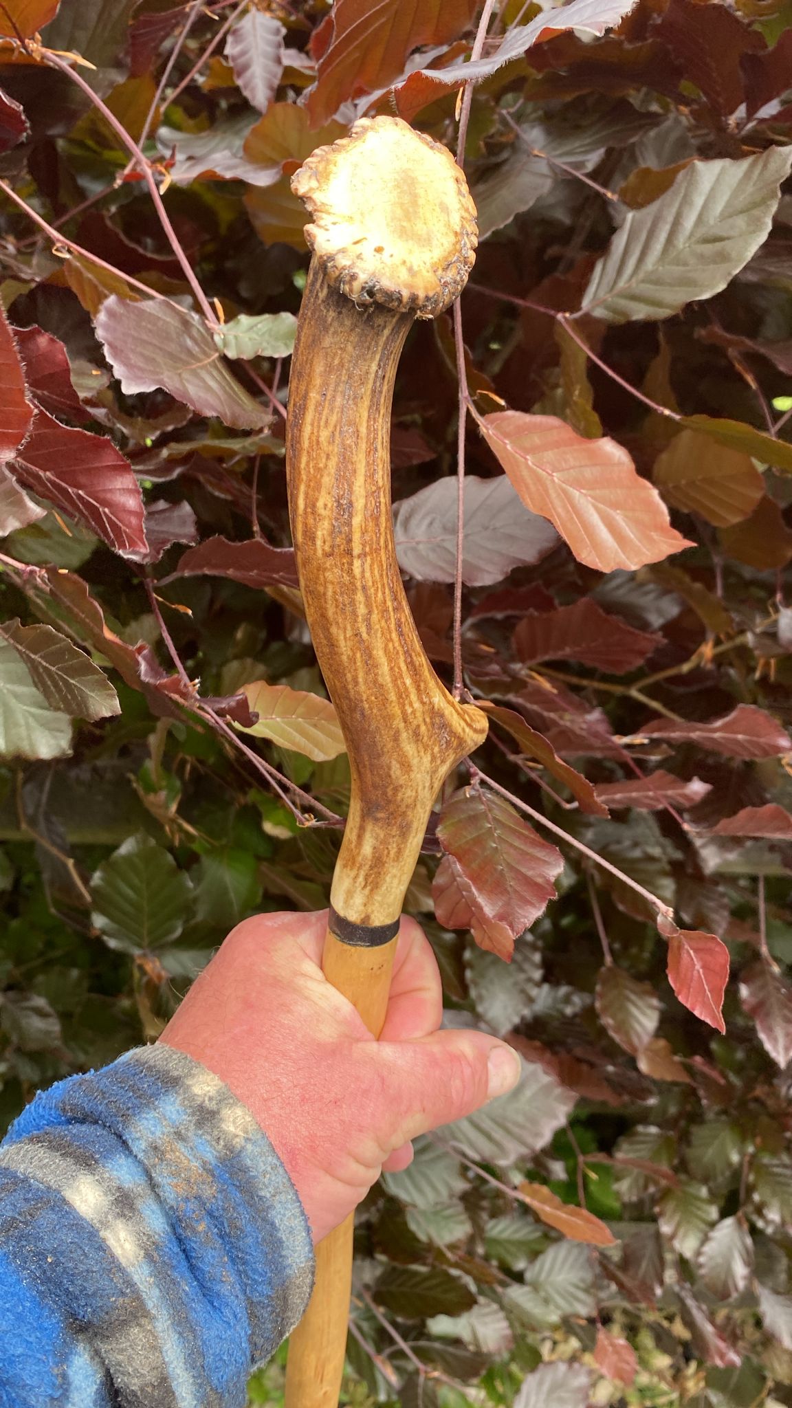 Luxury Holly Shaft Hiking Stick with Deer Antler Handle