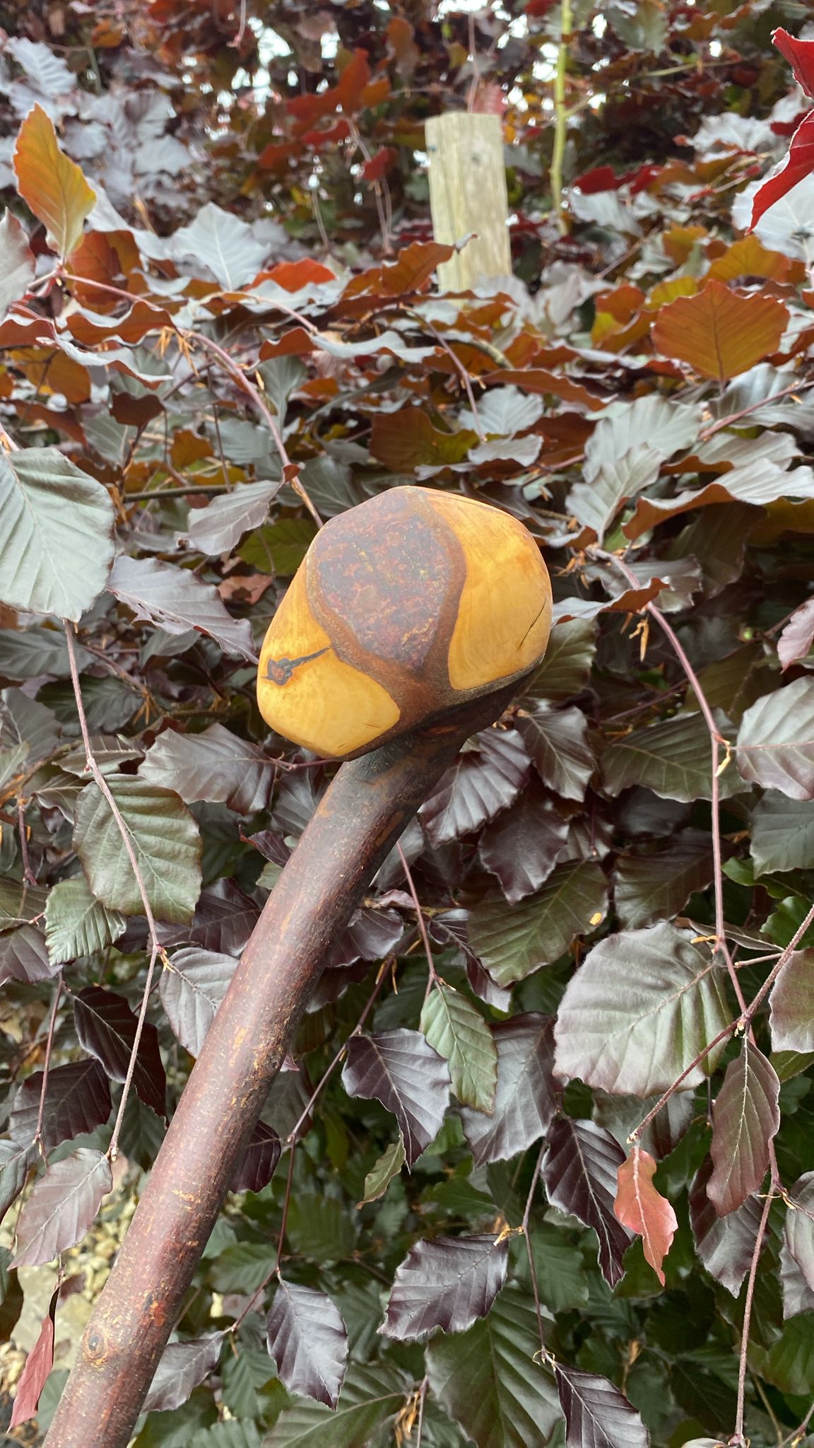 Blackthorn Stick #1 | Irish Walking Sticks