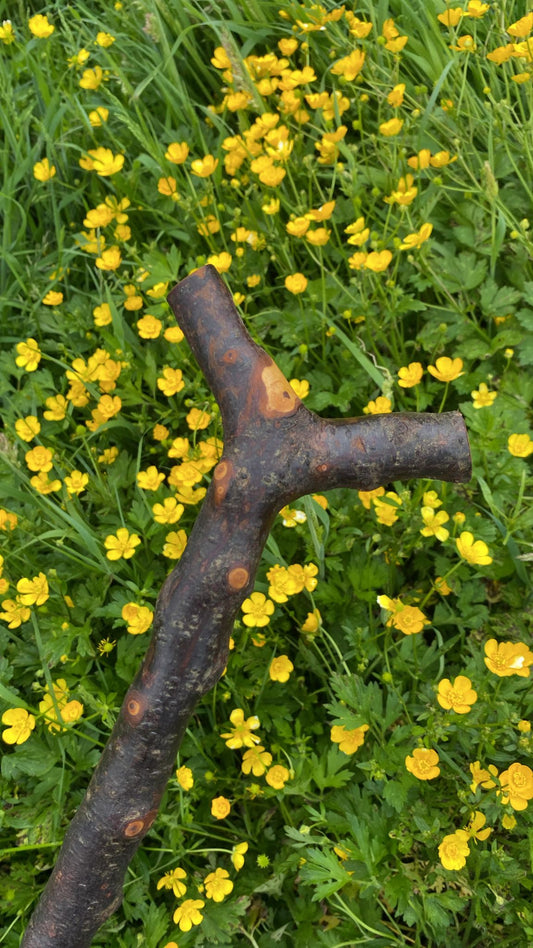 Thumb Blackthorn Hiker | Irish Walking Sticks