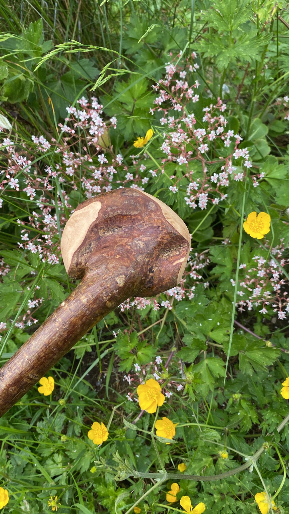 Hazel Nob Stick