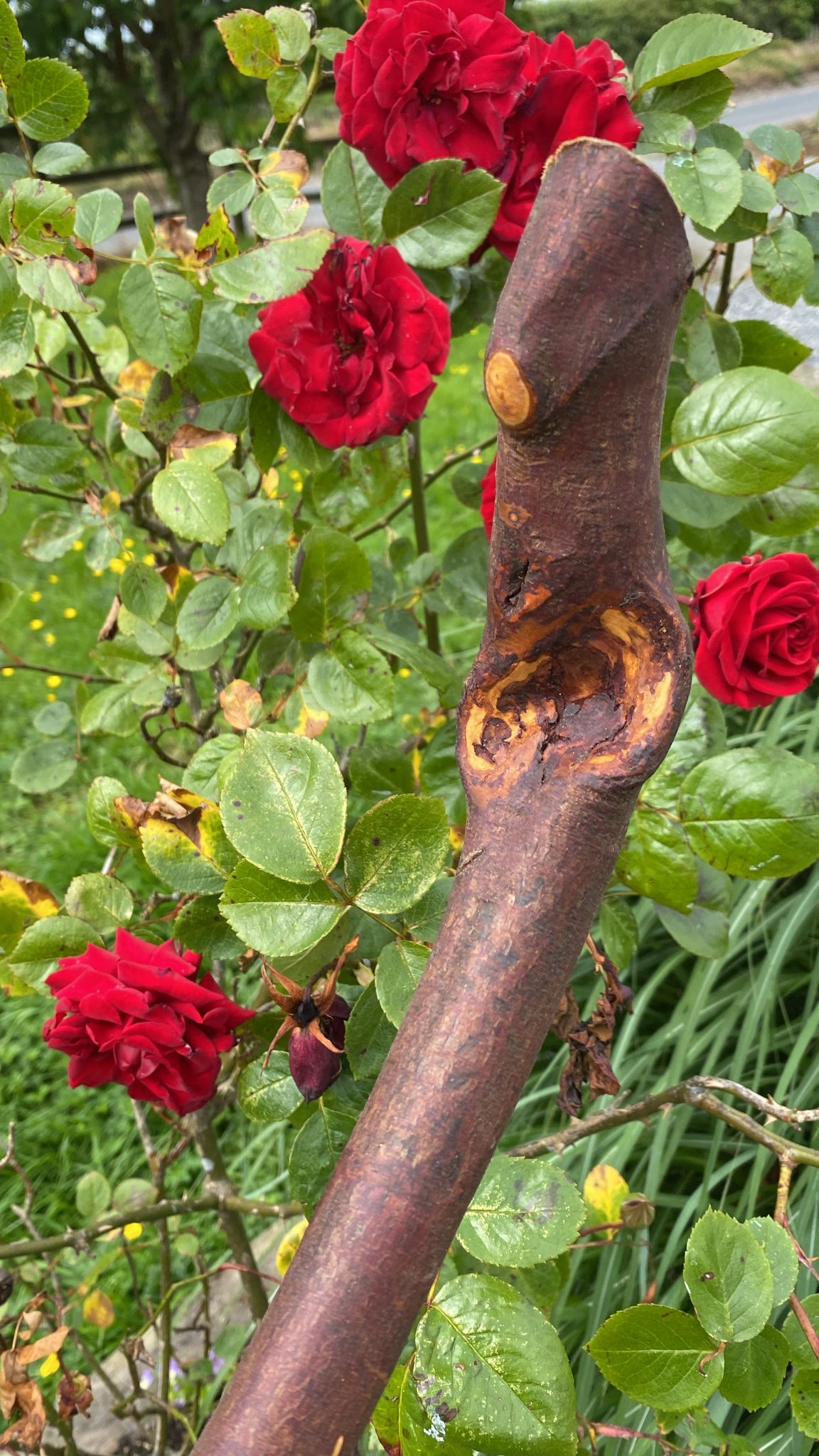 Ash Stick 42" Wide | Irish Walking Sticks
