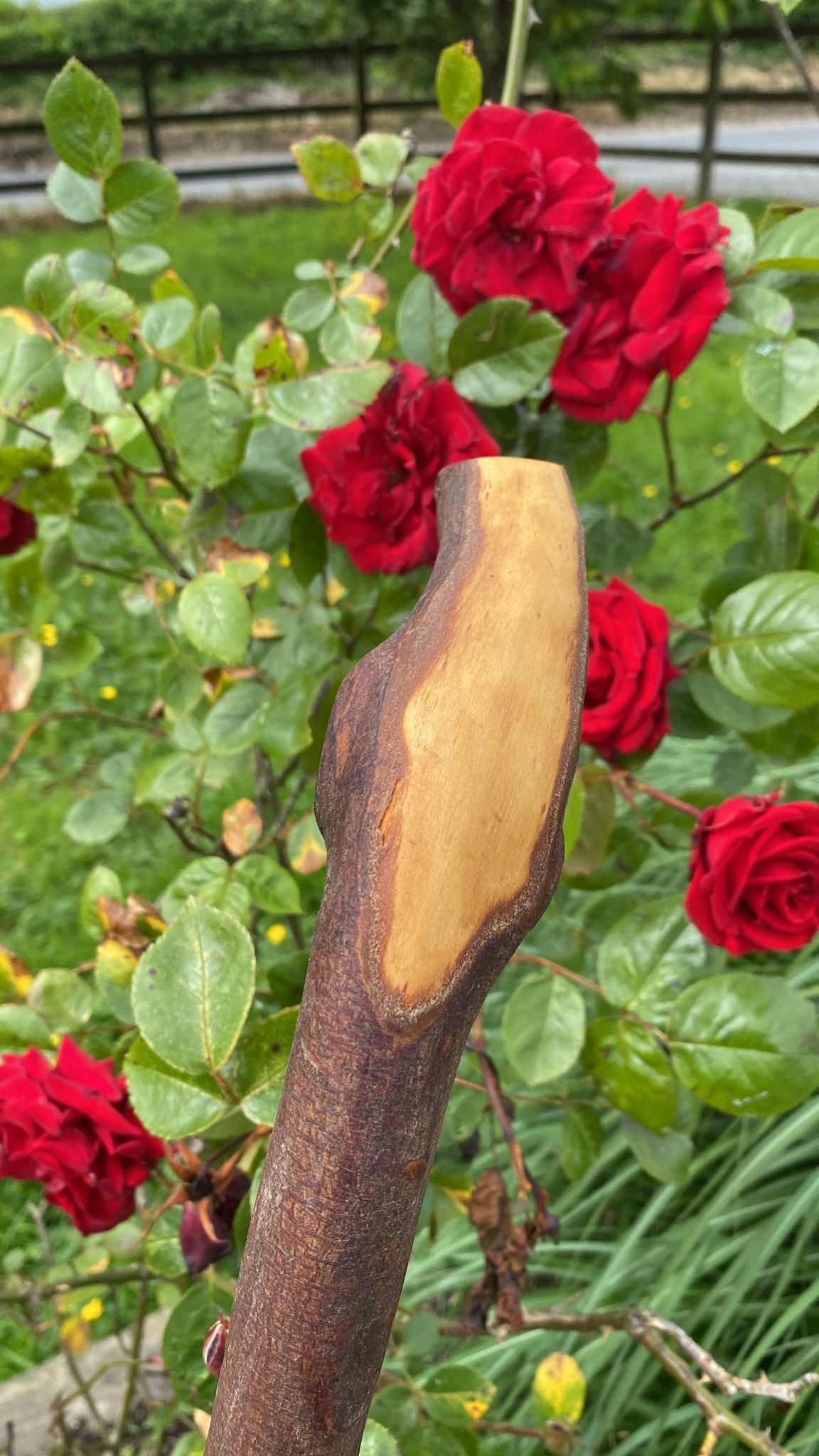 Ash Stick 42" Wide | Irish Walking Sticks