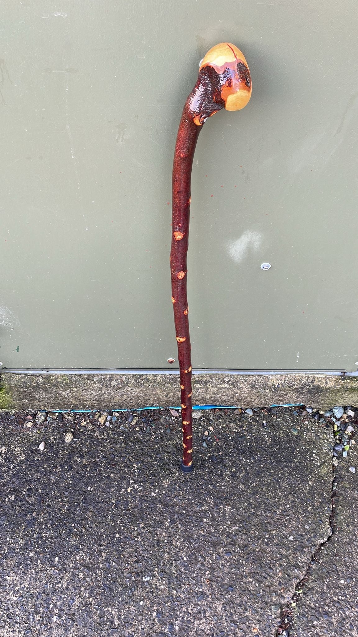 Nice blackthorn 40 inches (101 cm) tall