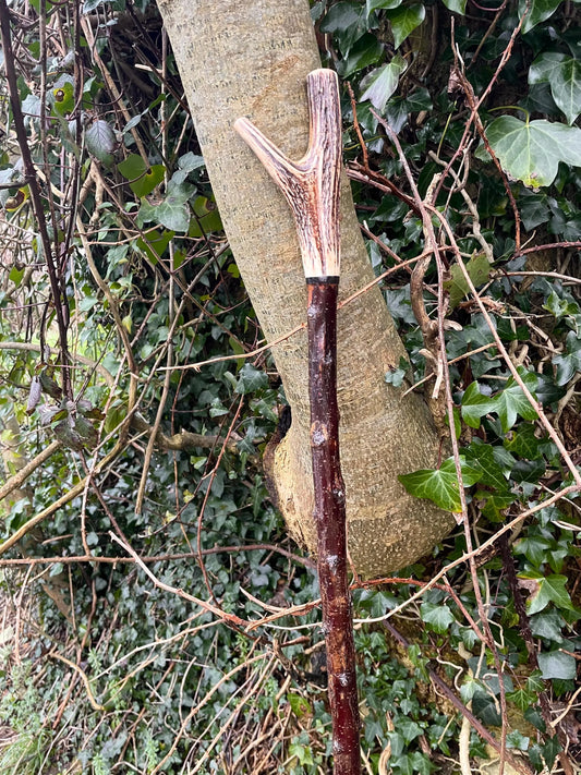 Tall Blackthorn Staff #1 | Irish Walking Sticks