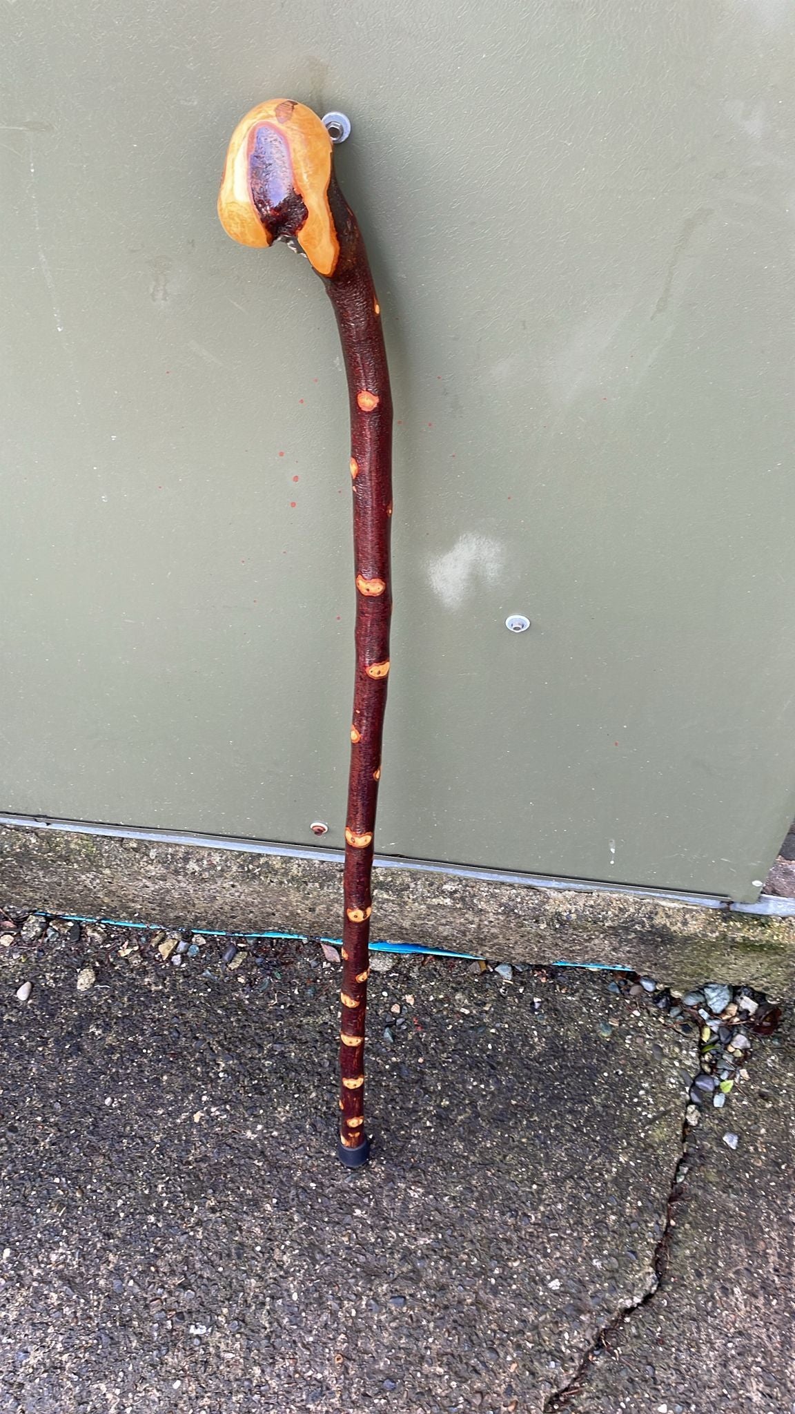 Nice blackthorn 40 inches (101 cm) tall