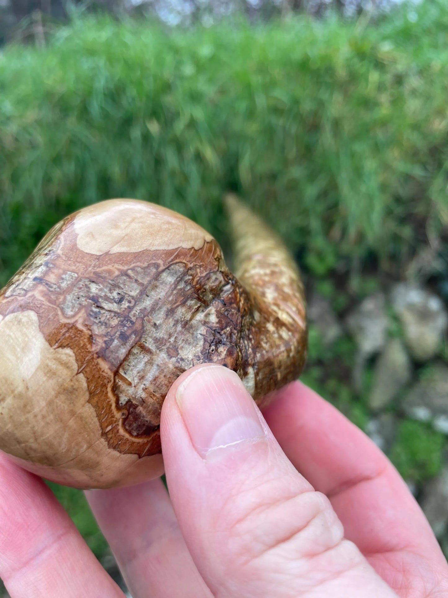 Hazel Irish walking stick with a large knobhead