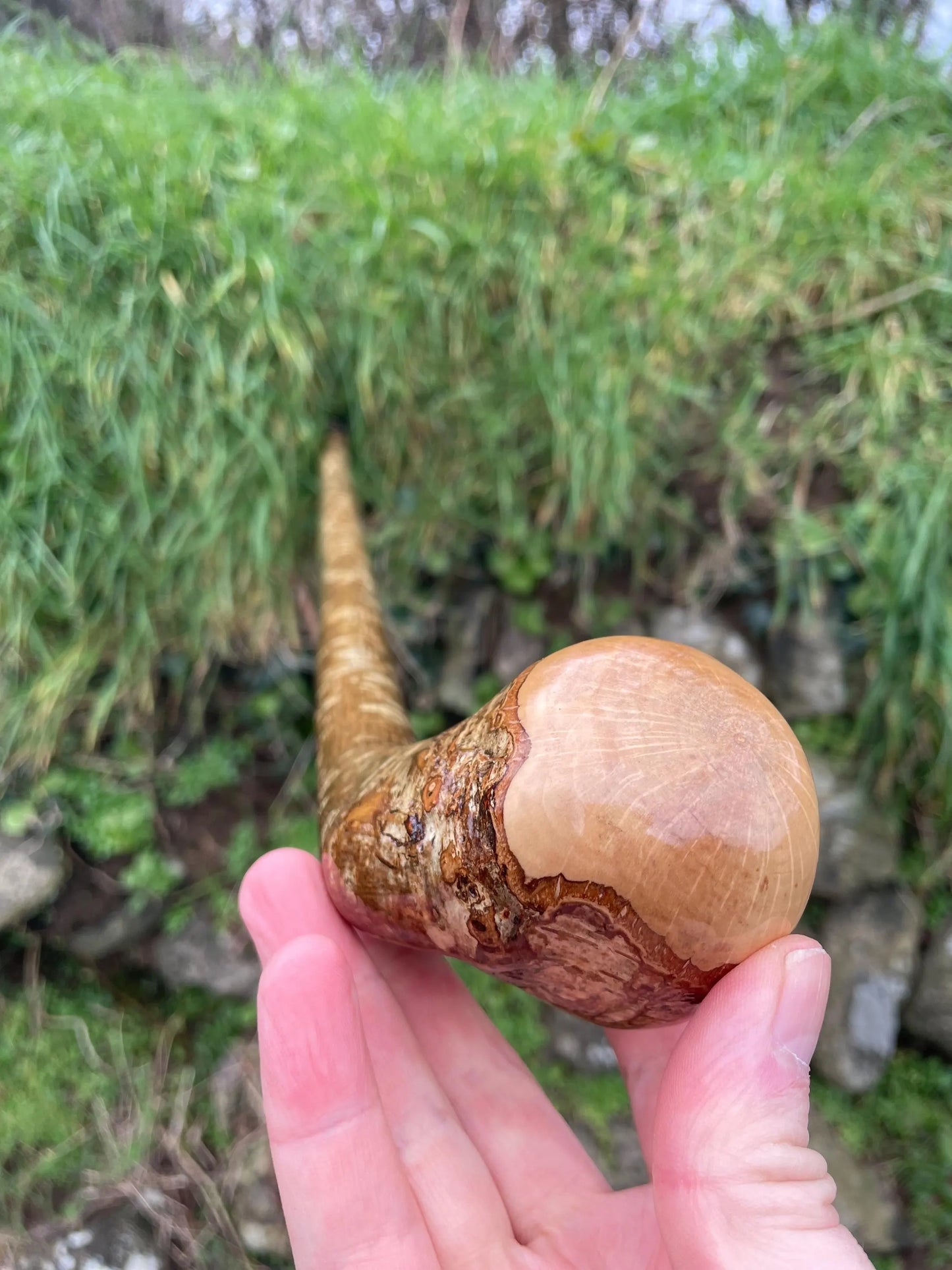 Hazel Irish walking stick with a large knobhead