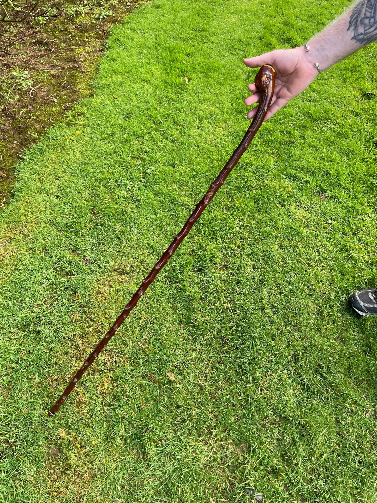 One piece blackthorn hiking stick 50 inches tall (127 cm) plenty knuckles