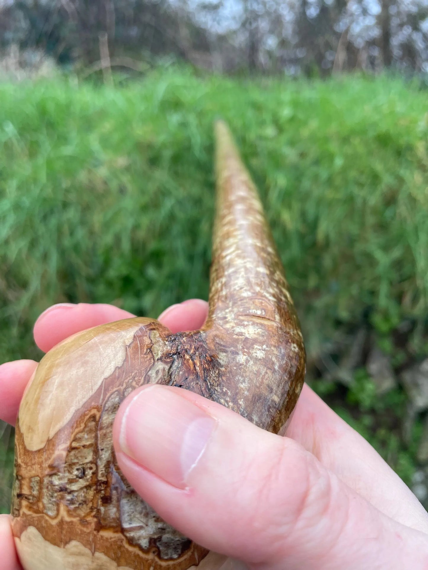 Hazel Irish walking stick with a large knobhead