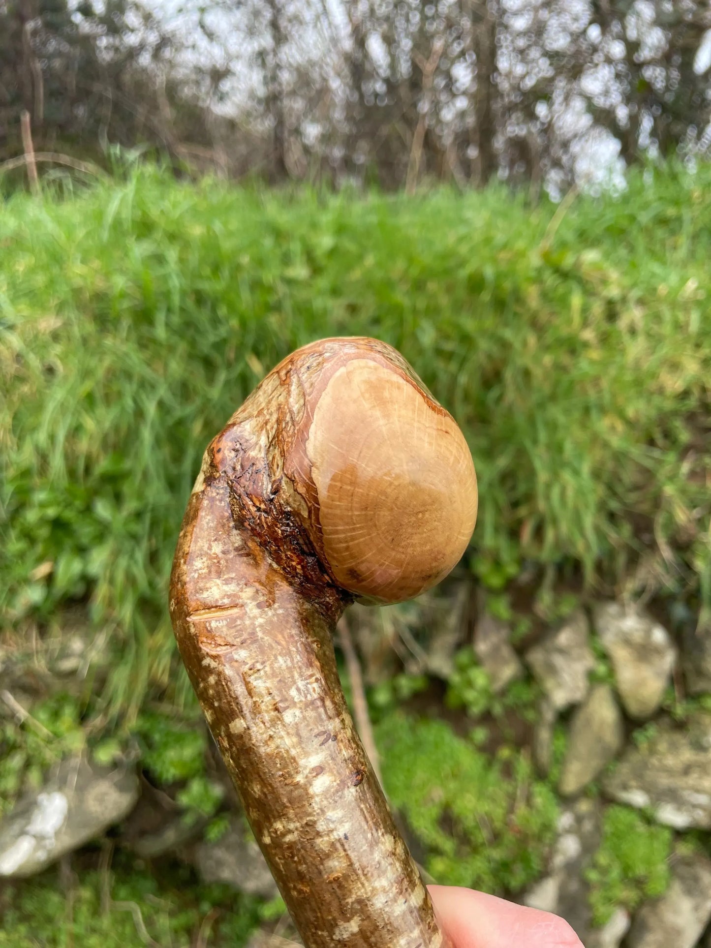 Hazel Irish walking stick with a large knobhead