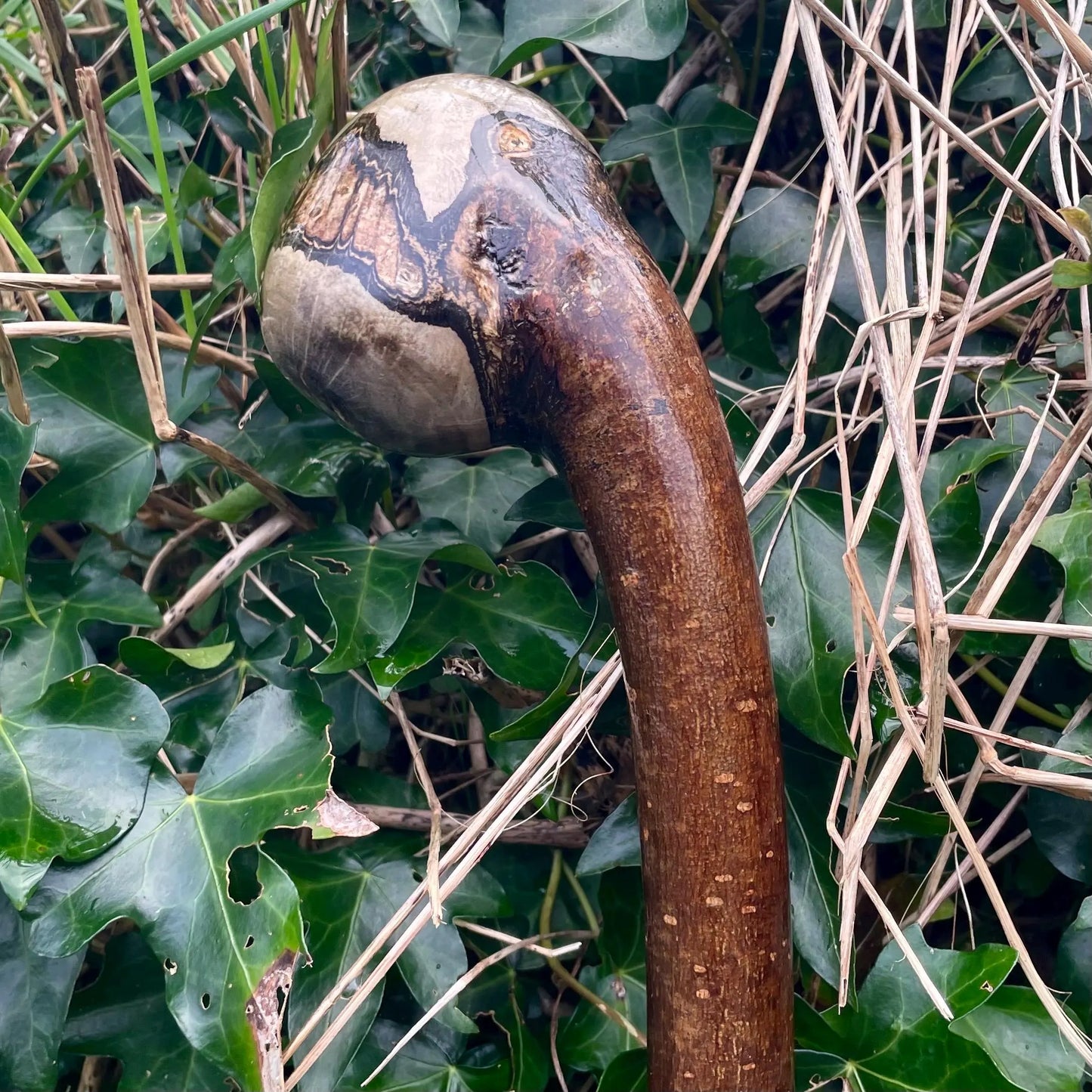 Hazel Irish walking stick with a large knobhead