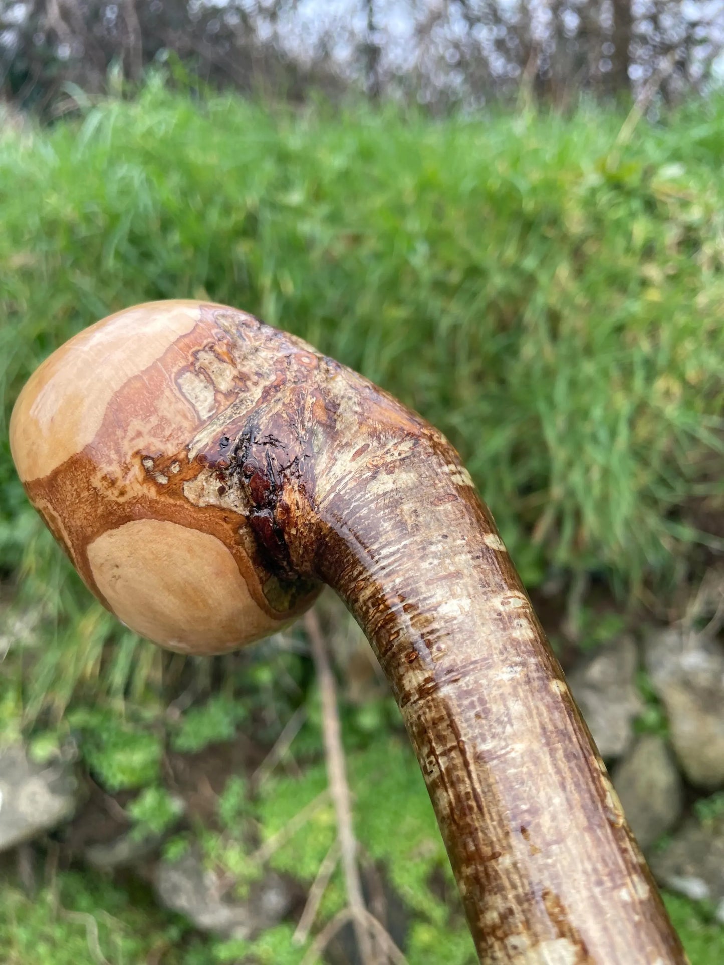 Hazel Irish walking stick with a large knobhead