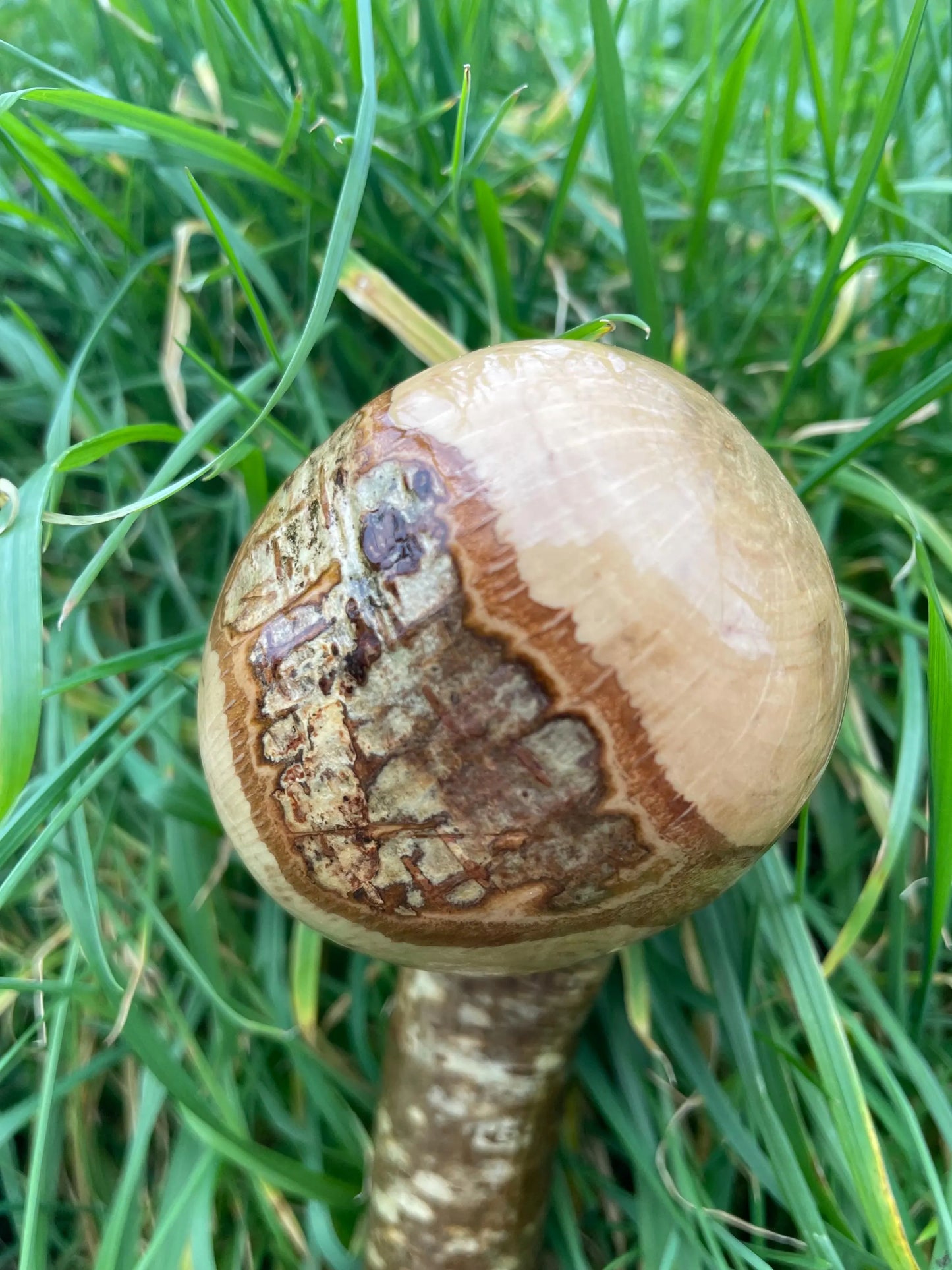 Hazel Irish walking stick with a large knobhead