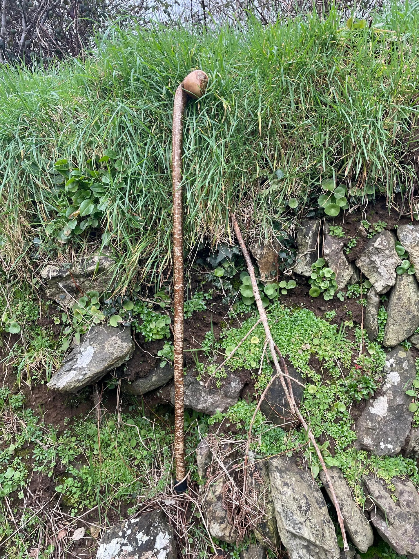 Hazel Irish walking stick with a large knobhead