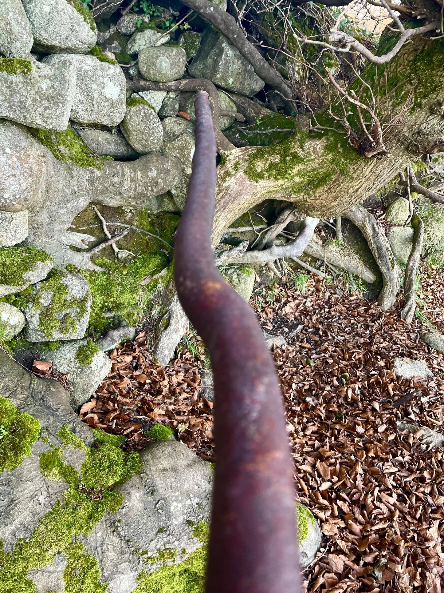Beechwood walking stick with handle