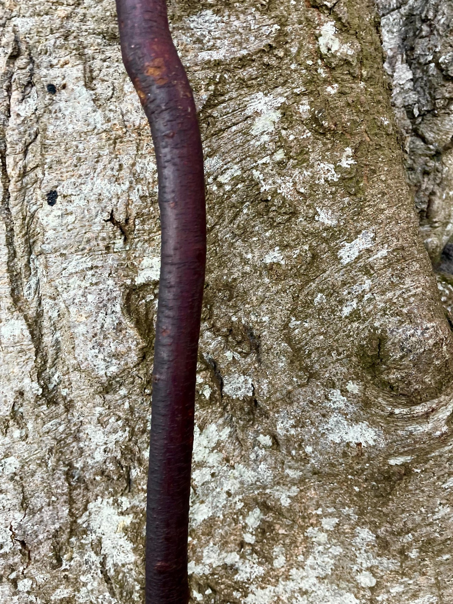 Beechwood walking stick with handle