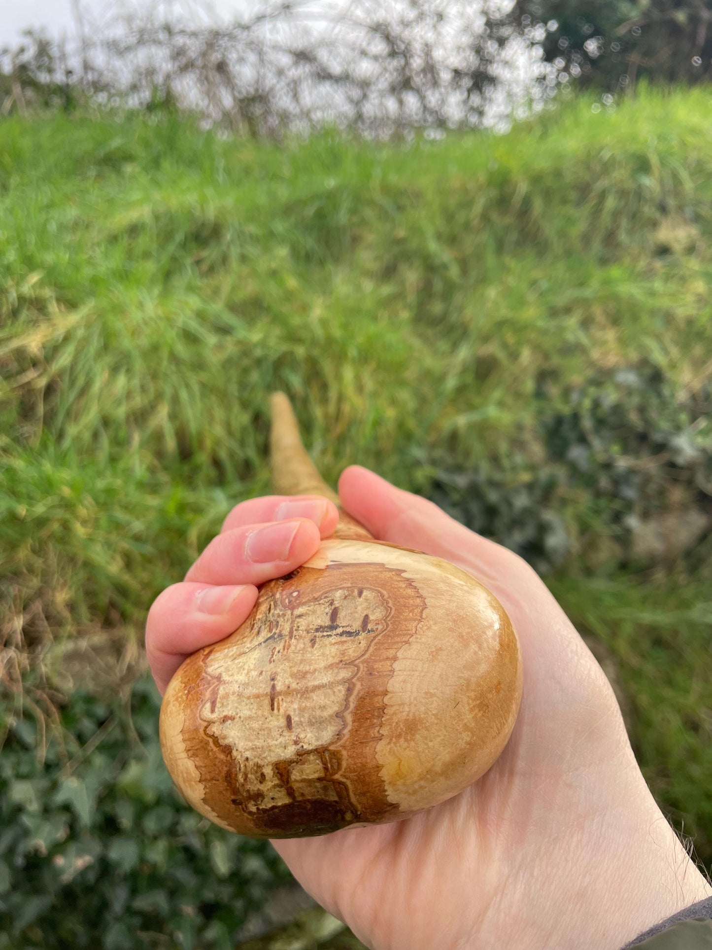Hazel Irish walking stick with a knobhead