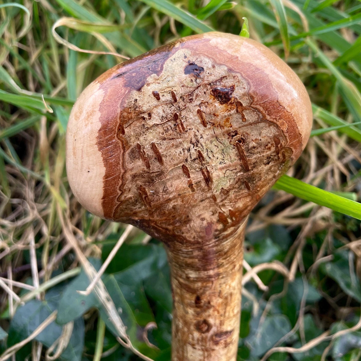 Hazel Irish walking stick with a knobhead