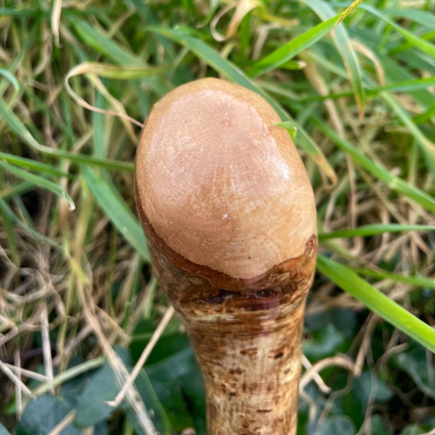 Hazel Irish walking stick with a knobhead