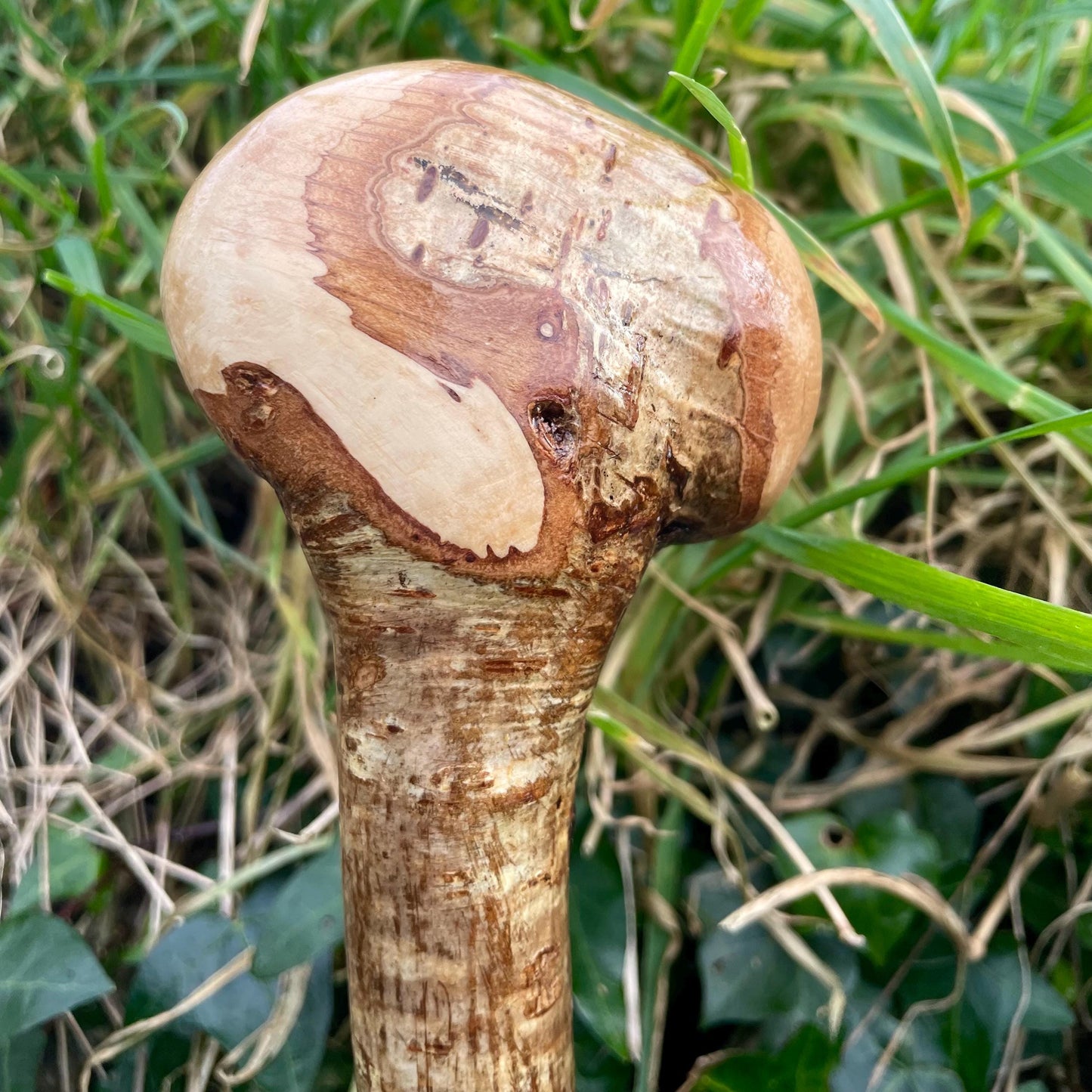 Hazel Irish walking stick with a knobhead