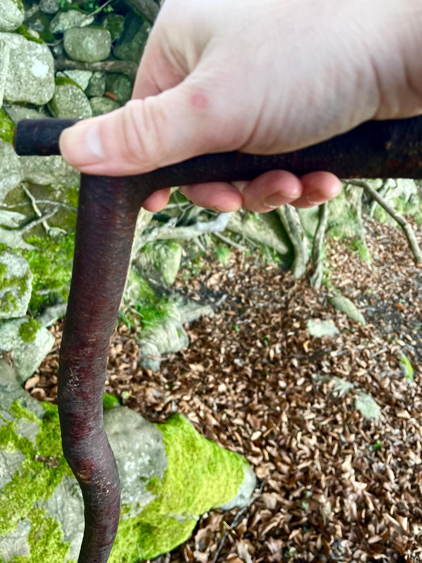 Beechwood walking stick with handle