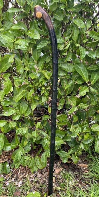 Blackthorn Walking Stick
