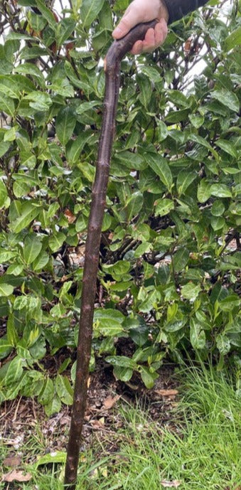 Blackthorn Stick #13 | Irish Walking Sticks