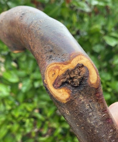 Blackthorn Stick #13 | Irish Walking Sticks