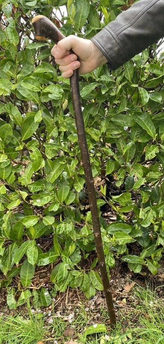 Blackthorn Stick #14 | Irish Walking Sticks