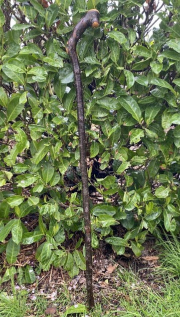 Blackthorn Stick #14 | Irish Walking Sticks