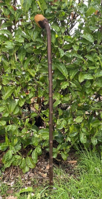 Blackthorn Stick #15 | Irish Walking Sticks