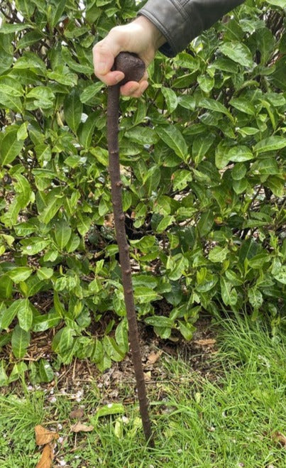 Blackthorn Walking Stick