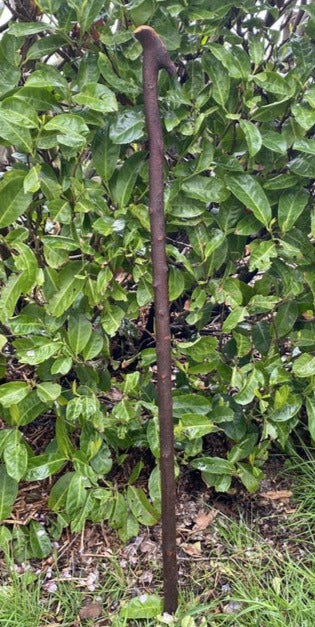 Blackthorn Stick #18 | Irish Walking Sticks