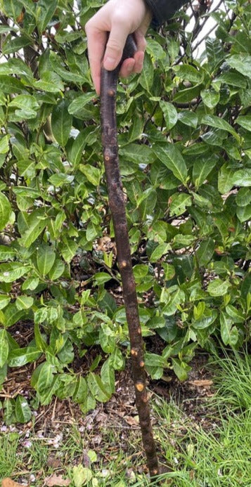 Blackthorn Stick #19 | Irish Walking Sticks