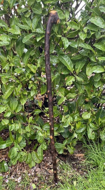 Blackthorn Stick #19 | Irish Walking Sticks