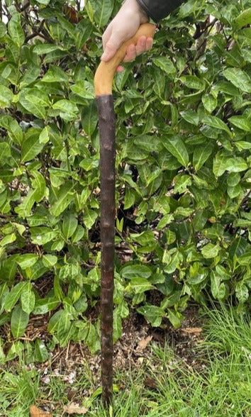 Large Grip Blackthorn | Irish Walking Sticks