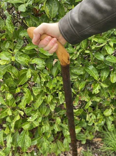 Large Handle Blackthorn | Irish Walking Sticks