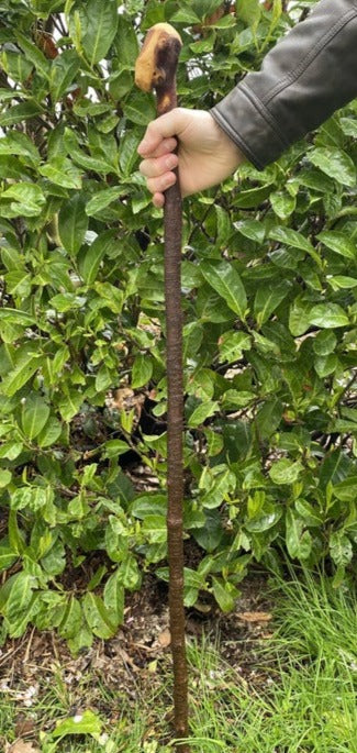 Mild Finish Blackthorn | Irish Walking Sticks