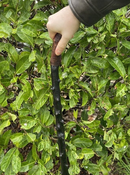 Weapons of the Irish Countryside: Why Blackthorn Was Feared