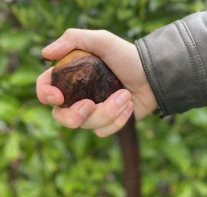 What Makes a Real Irish Walking Stick? A Guide to Spotting Authenticity